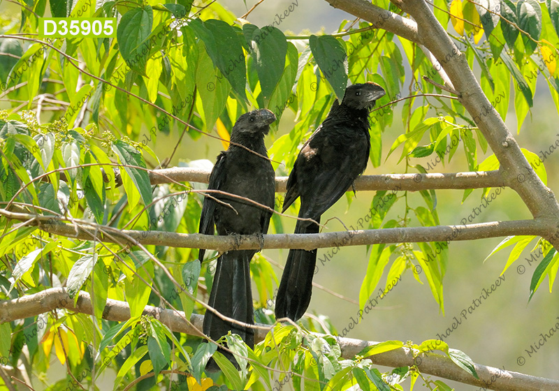 Smooth-billed Ani (Crotophaga ani)